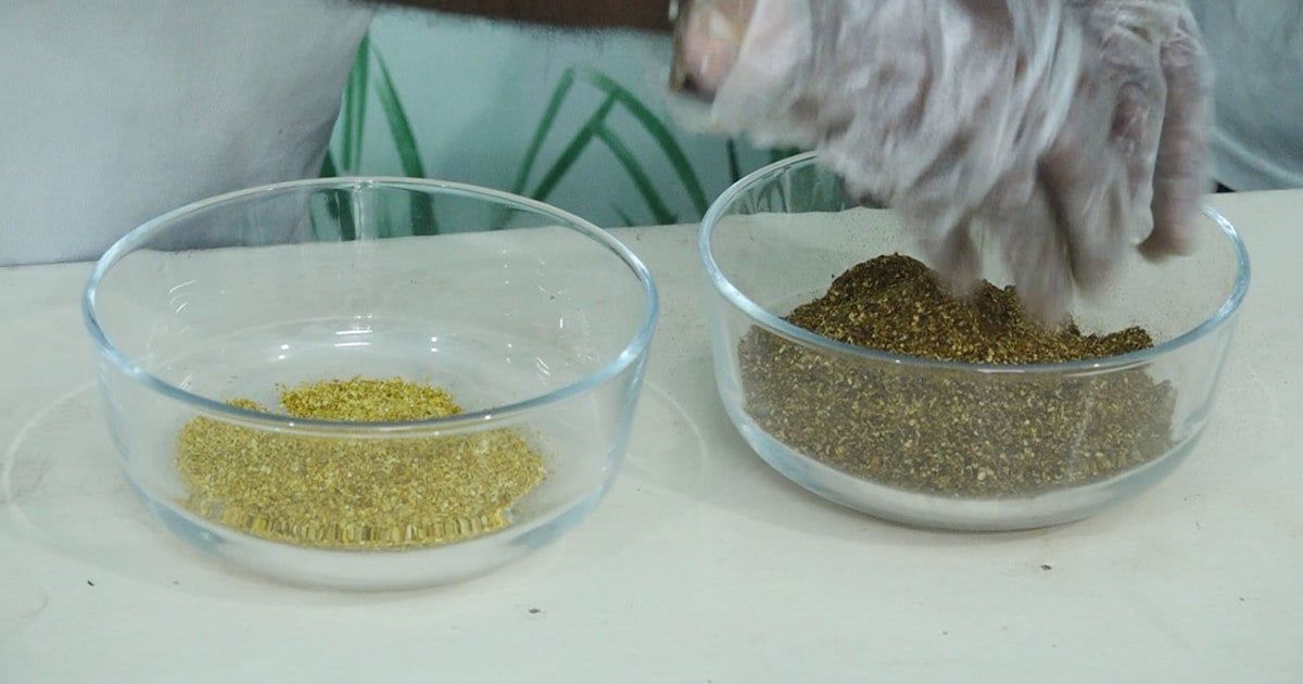 আমের খোসা থেকে তৈরি হচ্ছে চা