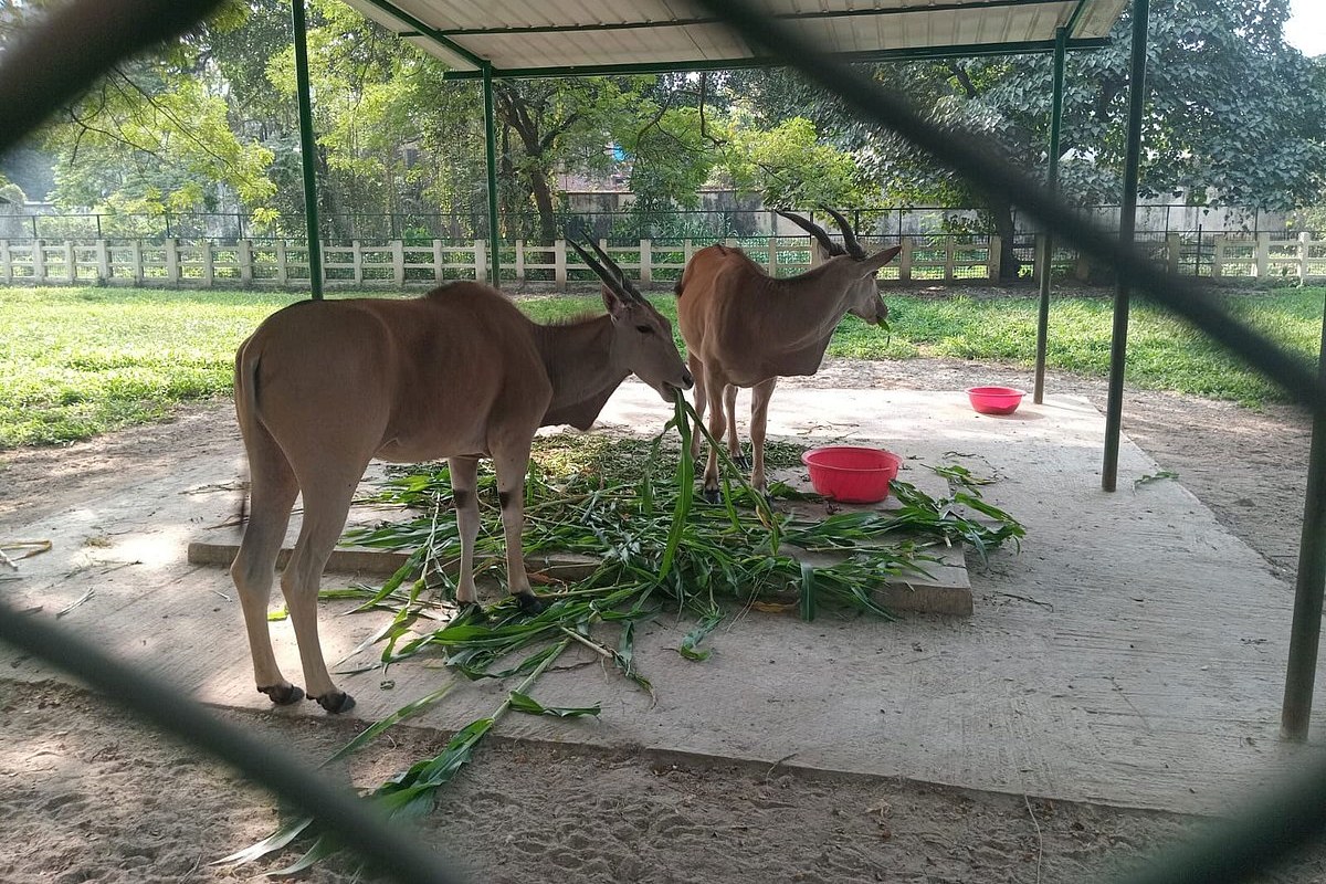 আবার চিতাবাঘ কেনার উদ্যোগ, নিঃসঙ্গ সিংহ, হায়েনা ও উল্লুকের সঙ্গী আনছে জাতীয় চিড়িয়াখানা