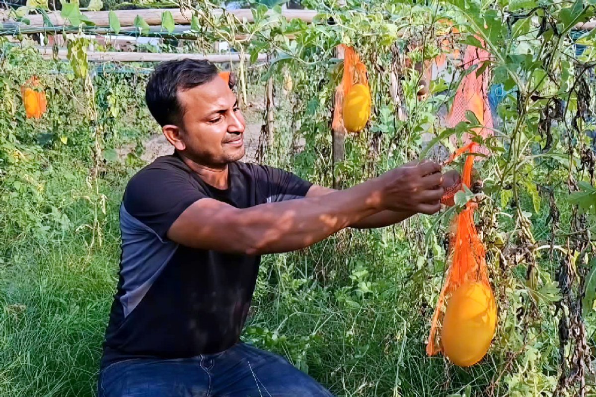 শখের চাষে বাজিমাত, হাসানুরের খেতে বাহারি তরমুজ