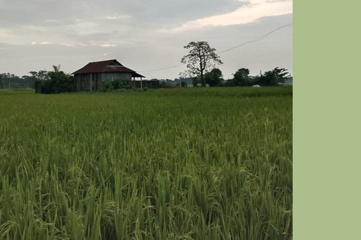 মোহনগঞ্জে আমন ধানে ফিরেছে প্রাণ, কৃষকের মুখে হাসি