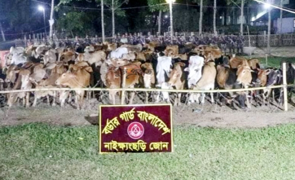 নাইক্ষ্যংছড়ি ও রামুতে বিজিবির বিশেষ অভিযানে ৯৫ টি বার্মিজ গরু জব্দ