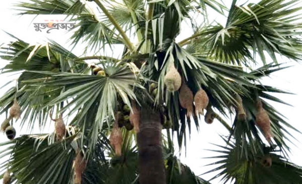 বিলুপ্তির পথে বাবুই পাখির বাসা