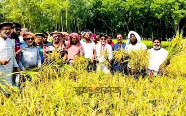উল্লাপাড়ায় ছাত্রলীগ নেতাদের নিয়ে ধান কাটলেন এমপি