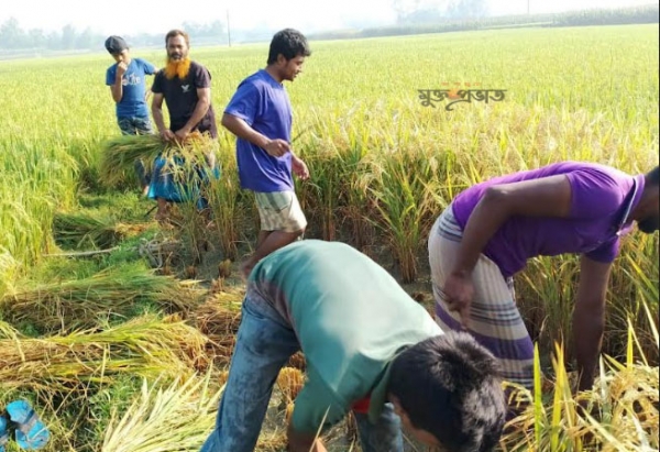 কৃষকের ধান কেটে ঘরে তুলে দিচ্ছে জবির ছাত্রলীগ নেতা সাজবুল