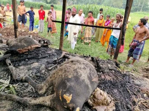 সাঁথিযায় গোয়াইল ঘরে আগুনে  পুড়ে ২টি গাভী মারা গেছে