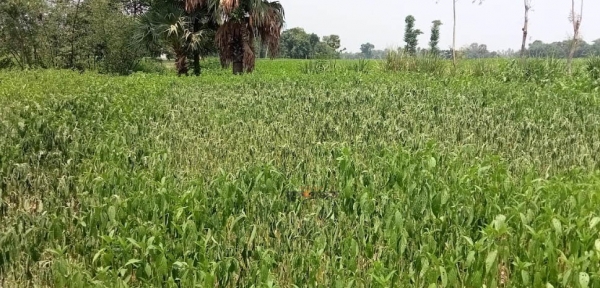 বদলগাছীতে তীব্র তাপদাহে পুড়ছে পাট; দুঃচিন্তায়  কৃষক
