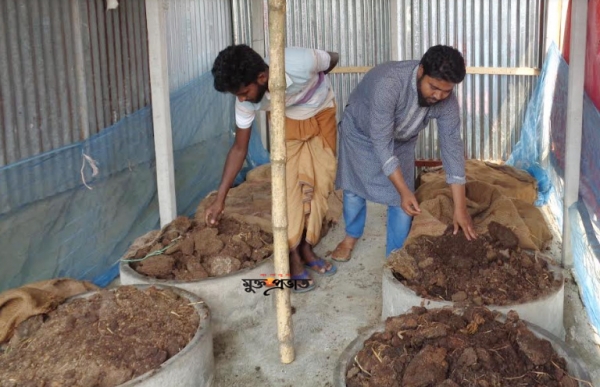 সাঁথিয়ায় কেঁচো সারের কদর বাড়ছে