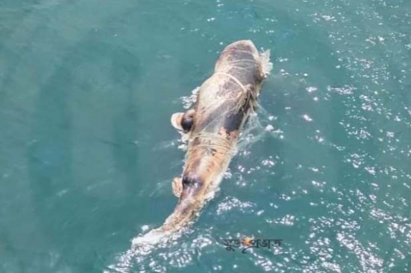 কক্সবাজার সমুদ্রে ভাসতে থাকা মৃত তিমি নিয়ে কি বলছেন সমুদ্রবিজ্ঞানী বেলাল হায়দর