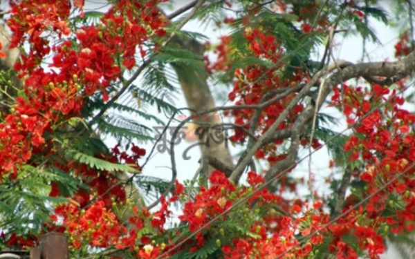 কৃষ্ণচূড়ায় সুশোভিত ইবি ক্যাম্পাস