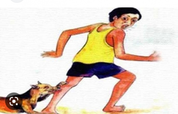 নাসিরনগরে পাগলা কুকুরের কামড়ে নারীসহ ৪০ জন আহত
