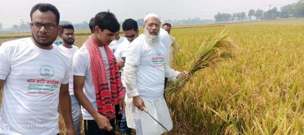 ইসলামপুরে কৃষকের ধান কেটে দিলেন শহর যুবলীগ