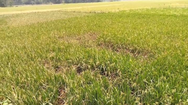 নওগাঁয় গভীর নলকুপের অপারেটরের প্রতি হিংসার আগুনে পুরলো অর্ধশতাধিক বিঘা জমির ধান