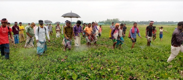 সরকারি সহায়তা মেলেনি, ৫শ বিঘার কচুরিপানা নিধন করছেন কৃষকেরা