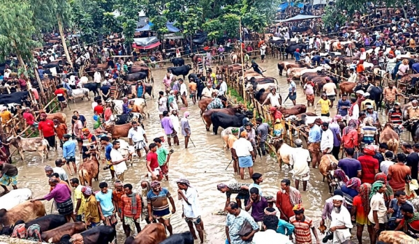 গরুর হাটে দূর্ভোগ