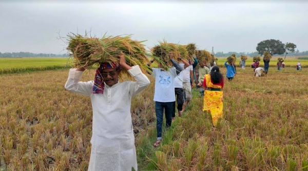 ঠাকুরগাঁওয়ে ধান কেটে দিলো কৃষকলীগ